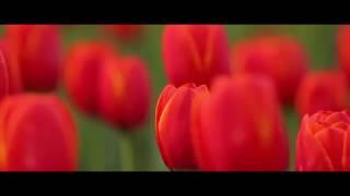 Tulips Are In Season - #ChilliwackTulipFest [Widescreen]