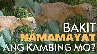 BAKIT NAMAMAYAT ANG KAMBING MO?