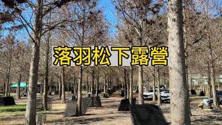 兩分鐘介紹營地系列｜南投川中島露營區｜南投景點｜露營｜營地推薦｜營地介紹｜落羽松｜懶人露營