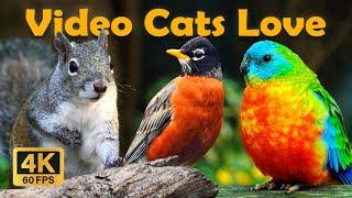 4 Hours Uninterrupted Birdbath Video For Cats To WatchThe Best Time Of Birds CatTV ~ 4K HDR