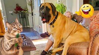 Funniest Cats And Dogs Videos Cute and Funny Animals That Will Make Your Day