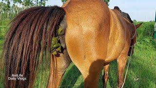 Horse Poop Videos, Female Horse Poop And Baby Horse Poop Videos | Animals Pooping At Rahmotpur