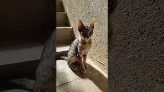 omg black tiger cat wait for end  #short #shortvideo