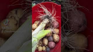 Highlights from the teaching gardens