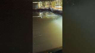 Drip irrigation from my aquaponics pond