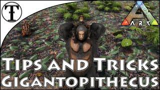 Fast Gigantopithecus(Bigfoot) Taming Guide :: Ark : Survival Evolved Tips and Tricks