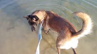 Malinois crazy aqua dog ;)