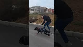 Rottweiler Muscles Training 