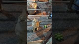 Cute cats#cutecat#gamingcat #viralshorts#shortsviralvideo