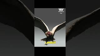 Argentavis magnificens - The Enormous Prehistoric Flying Bird #shorts #short