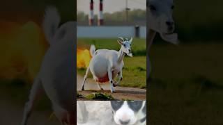 A beautiful story of a goat #shorts #youtubeshorts