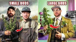 Pro Tips To Increase Cannabis Plant Yields | From The Stash: Highly Educational Ep. 7