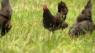 Farmers promote buying local, 2019 Davidson County Farm Tour