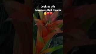 Look at this Gorgeous Red Flower ️️