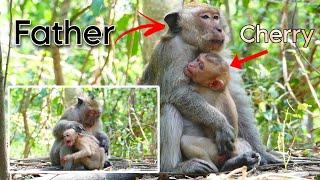 O.M.G Father Vanny take care Baby Cherry Monkey Amber Group Wildlife KH