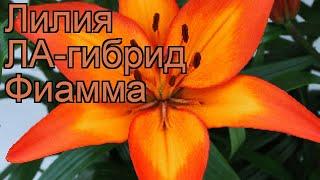 Лилия ла-гибрид Фиамма (lilium la-hybrid fiamma)  Фиамма обзор: как сажать, луковицы лилии Фиамма