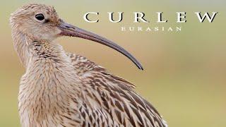 Eurasian Curlew birds