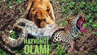 Hayvonot olami /  Yovvoyi hayvonlar / Sher/ Goplon/ Yaguar /  Zebra / Ohu / Ilon