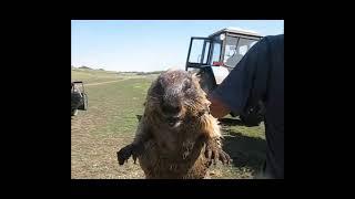 What a Marmot sounds like