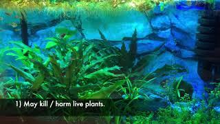 Methylene blue planted tank (pros and cons)