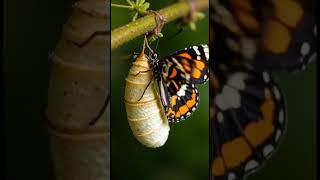 The Journey of a Butterfly: From Cocoon to Freedom | A Masterpiece of Allah’s Creation