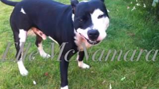 My dog Charlie | Elle McNamara