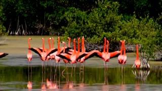 Danza De Los Flamencos