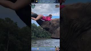 20 AMAZING Animal Clips You MUST See!  WILD ZOOM #animals #animalshorts  #animalclips  #wildlife