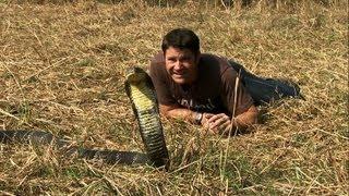 Awesome King Cobra | Deadly 60 | Series 2 | BBC Earth