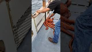 Giant Pacific Octopus!