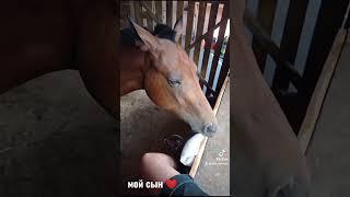 Когда твой сын хулиган  #лошади #конь #horse #animals #лошадь #жизнь #мама