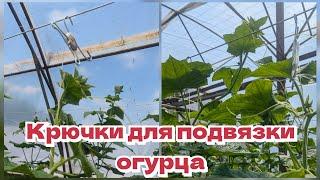 Подвязка огурца. Крючки для подвязки. Огурцы на шпалере.