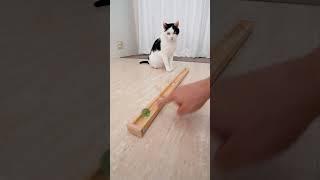 Cat and Marble Run