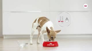 Royal Canin | Canine Care Nutrition | Urinary Care