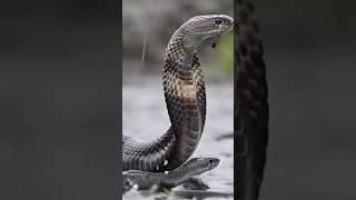 The cobra carries its young under the raindrops. #snake #funny #entertainment #animals #animation