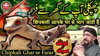 Chipkali Ghar se Farar | Lizard | Mouse | Rat | Jin | Tips