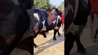 This is a bueaty of Bull  #cattle #bull #kboy #cowandbull #farmanimals #viral #ytshort #ytstudio#yt