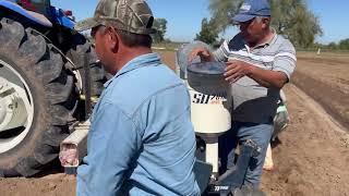 Sembramos maiz para elote blanco 4 semillas por metro