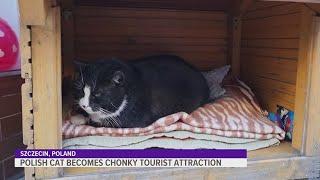 Meet Gacek: the Polish cat that became a chonky tourist attraction