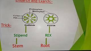 Endarch,Exarch,Open,Close Vascular bundles