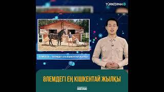 Әлемдегі ең кішкентай жылқы  #түркістантелеарнасы #turkistantv #turkistanтелеарнасы