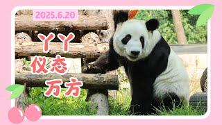 丫丫25年6月20日最新视频 -  丫丫优雅散步仪态万方  Beijing Zoo official release Ya Ya video 20250620