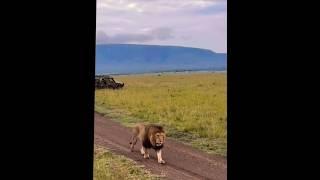 senka patrullando en mara North#viralvideo #lionnation #wildlife #lionking #nature #bigcat #safari