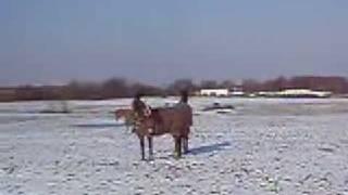 Horses in the Snow