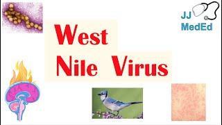 West Nile Virus (West Nile Encephalitis): Pathogenesis, Symptoms, Diagnosis, and Treatment