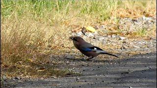 Forest-steppe birds