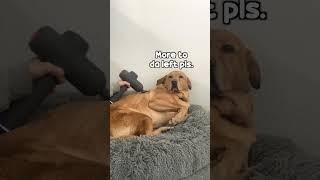 My Yellow Lab's Reaction When I Stopped Massaging Him