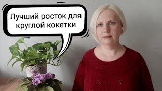 Лучший росток для круглой кокетки. Виды ростка в круглой кокетке, мои работы.