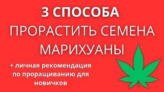 КАК ПРОРАСТИТЬ СЕМЕНА МАРИХУАНЫ? / ПРОРАЩИВАНИЕ СЕМЯН КОНОПЛИ / КАК ПРОРАСТИТЬ АВТИК | ФОТИК