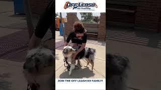 Trained Dogs Compilation from Off Leash K9 #dogtraining #shorts